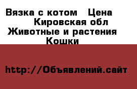 Вязка с котом › Цена ­ 999 - Кировская обл. Животные и растения » Кошки   